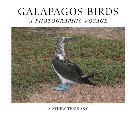 Galapagos Birds