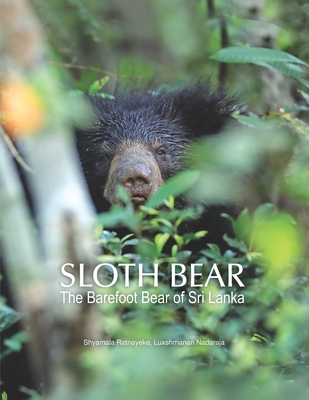 Sloth Bear